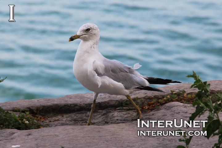 walking-seagull