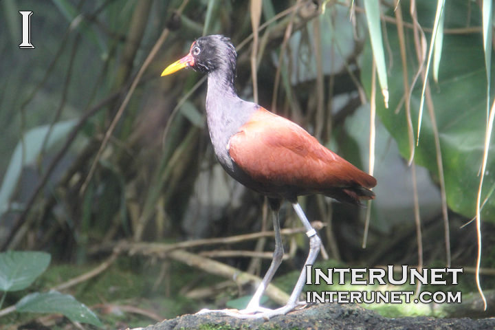 wattled-jacana