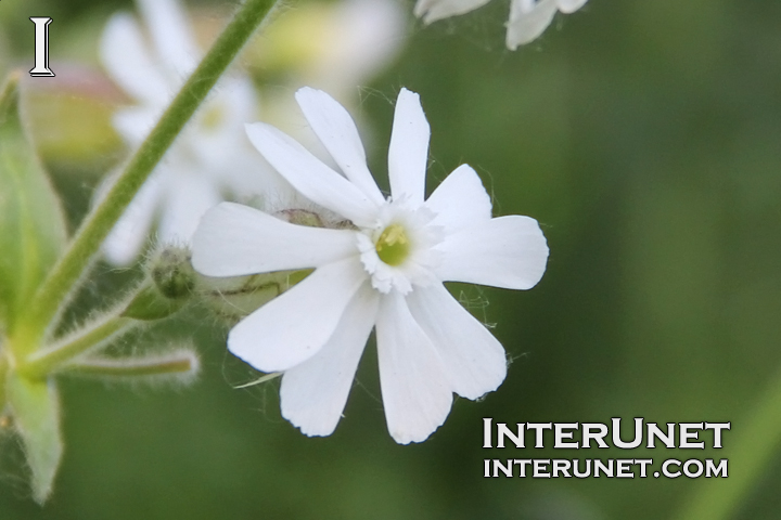 white-flower-wild