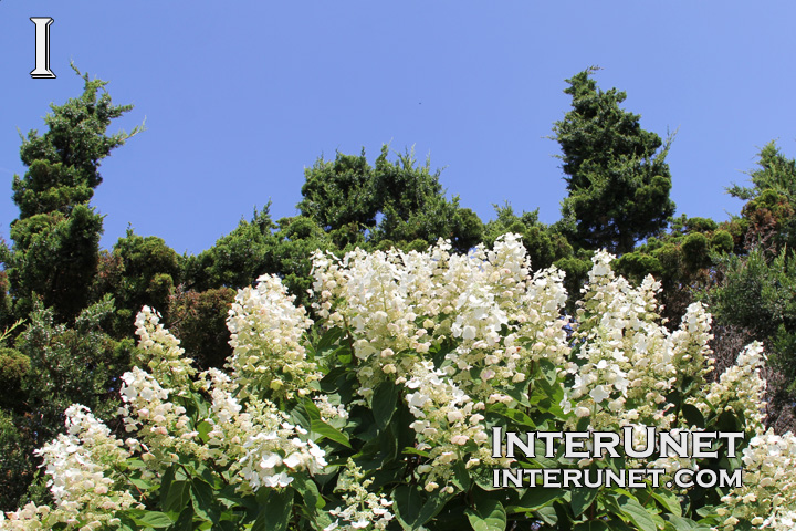 white-flowers