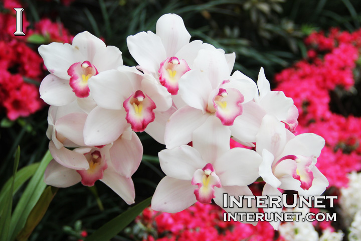 white-orchid