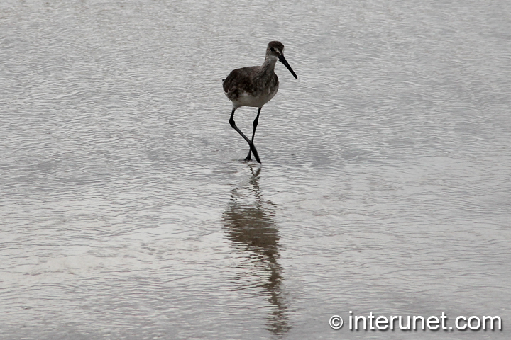 willet-bird-Atlantic-ocean
