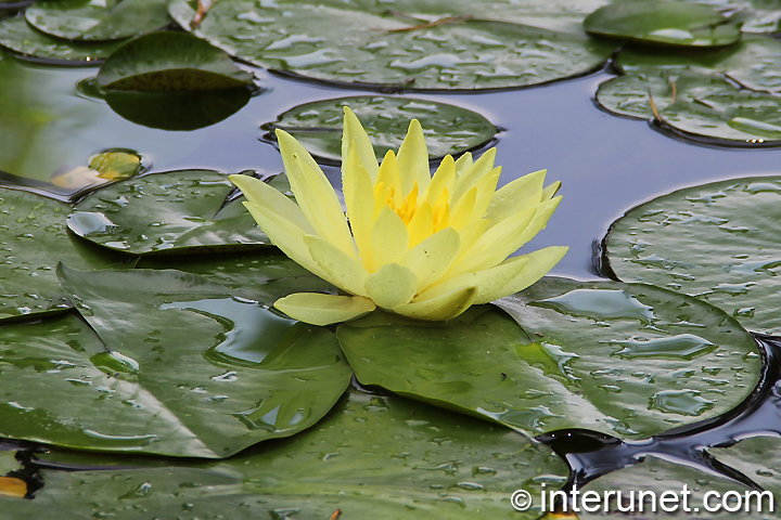 yellow-lily