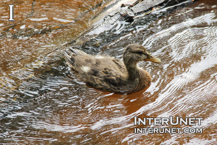 cute-young-baby-duck-duckling