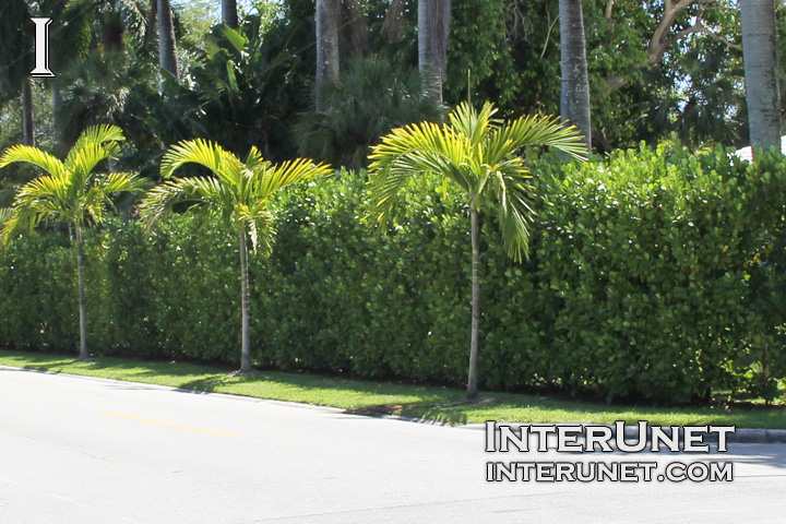 hedge-fence-with-evergreen-trees