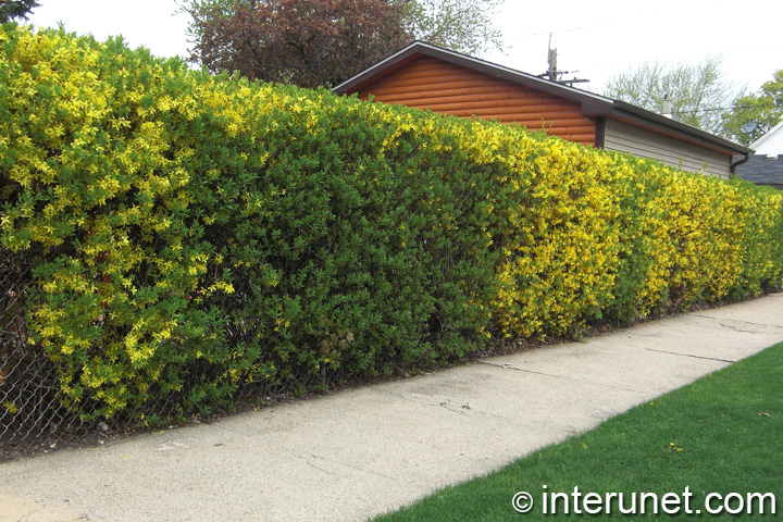 hedge with chain link hedge-with-chain-link-fence-combination