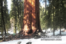 Giant-sequoia-tree