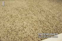 Carpet carpet-in-the-bedroom
