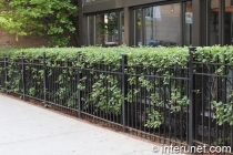 combination of steel fence with hedge