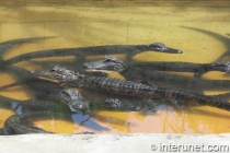Alligators-in-Everglades-Alligator-Farm