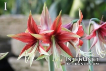 Amaryllis-Hybrid