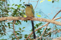 Blue-Crowned-Motmot