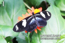 Blue-andWhite-Longwing-butterfly
