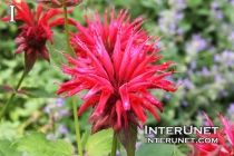 Monarda didyma Cambridge Scarlet Bee Balm