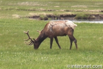 Elk-in-Yellowstone-National-Park 