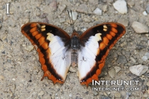Flame–bordered-Charaxes Charaxes-protoclea 