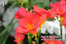 Freesia-Hybrid