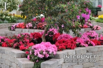 flowers-in-Garfield-Park-Conservatory