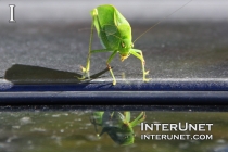 Giant-Katydid-on-top-of-a-car