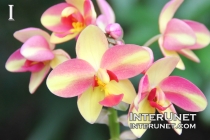 Ground-Orchid-Spathoglottis-cultivar 