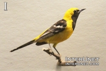 Hooded-Oriole-Icterus-cucullatus