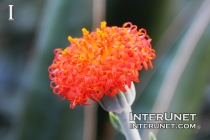 Orange-Button-Plant-Kleinia-fulgens-Asteraceae