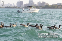 Lake-Michigan-geese-fishing