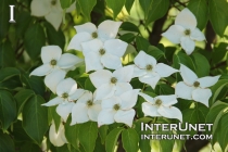 Milkyway-Chinese-Dogwood