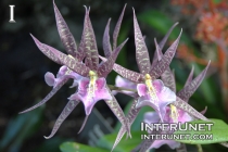Miltassia-Orchid-amazing-purple-flower