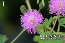 Sensitive-Plant-Mimosa-pudica-Fabaceae