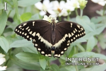 Palamedes-swallowtail-butterfly-Papilio-palamedes