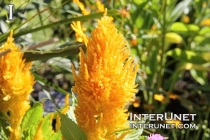 Plumed-Celosia