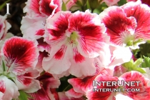 Regal Geranium, Pelargonium Crystal Rose, Tender Perennial