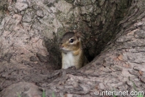 Siberian-chipmunk