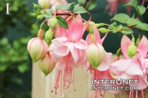 Southgate-Fuchsia-elegant-pink-flower