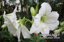 White-Amaryllis