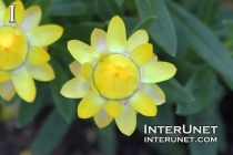 Xerochrysum bracteatum - Mohave, Yellow Strawflower