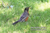 bird-in-the-grass