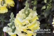 amazing-yellow-flower