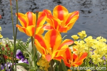 amazing-orange-red-flowers