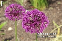 amazing-purple-flowers
