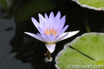amazing-purple-water-lily