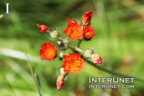 amazing-red-wild-flowers
