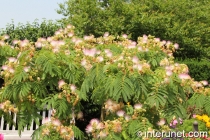 amazing-tree