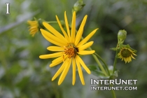 amazing-yellow-flower