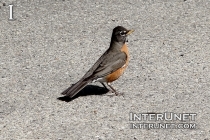 american-robin