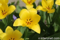 beautiful yellow flowers