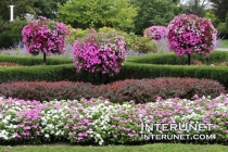 beautiful-flower-bed