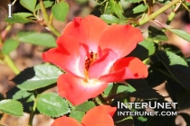 beautiful-red-flower