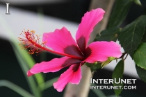 beautiful-flower